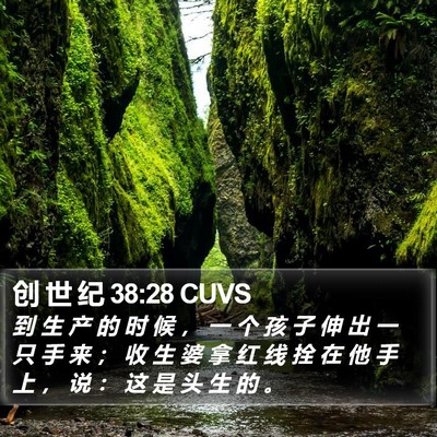 创 世 纪 38:28 CUVS Bible Verse Image