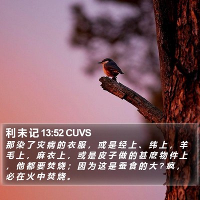 利 未 记 13:52 CUVS Bible Verse Image