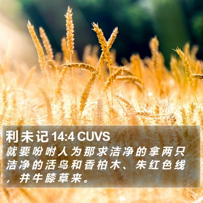 利 未 记 14:4 CUVS Bible Verse Image