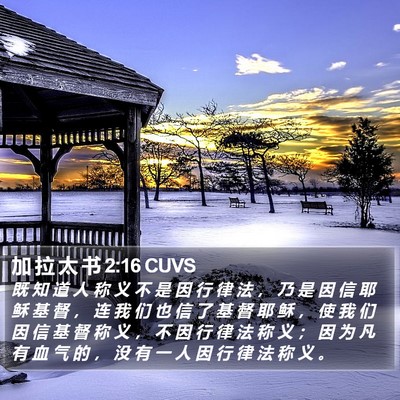 加 拉 太 书 2:16 CUVS Bible Verse Image