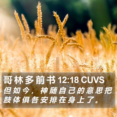 哥 林 多 前 书 12:18 CUVS Bible Verse Image