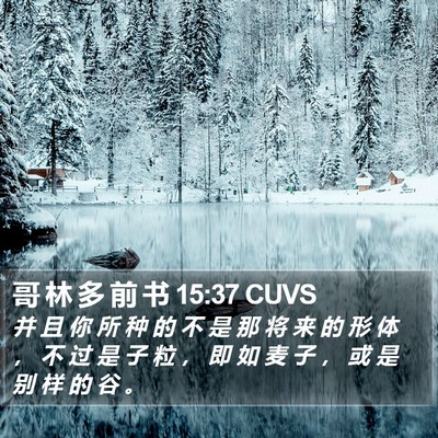 哥 林 多 前 书 15:37 CUVS Bible Verse Image