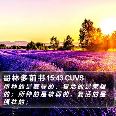 哥 林 多 前 书 15:43 CUVS Bible Verse Image