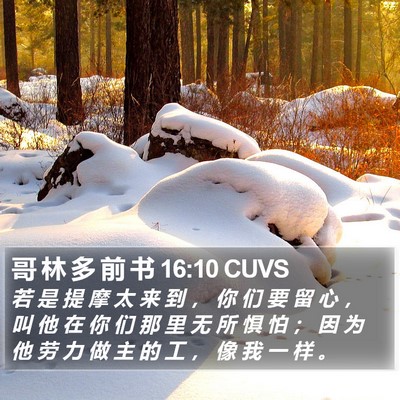 哥 林 多 前 书 16:10 CUVS Bible Verse Image