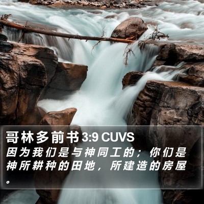 哥 林 多 前 书 3:9 CUVS Bible Verse Image