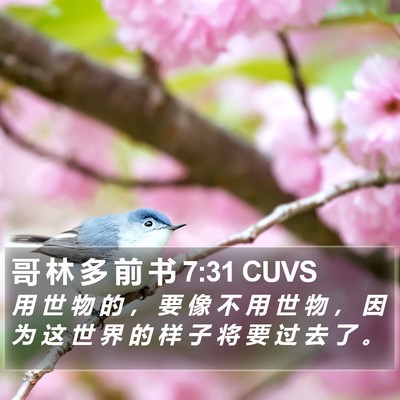 哥 林 多 前 书 7:31 CUVS Bible Verse Image