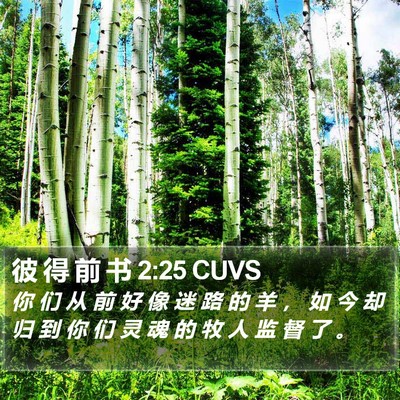 彼 得 前 书 2:25 CUVS Bible Verse Image