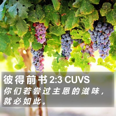 彼 得 前 书 2:3 CUVS Bible Verse Image