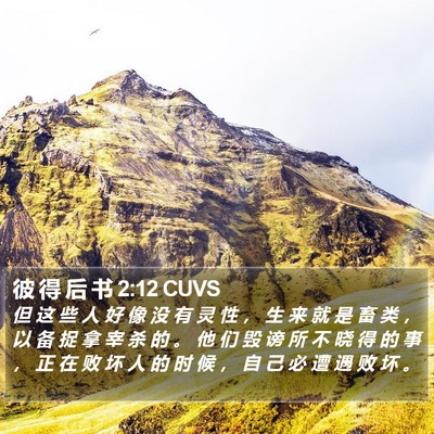 彼 得 后 书 2:12 CUVS Bible Verse Image