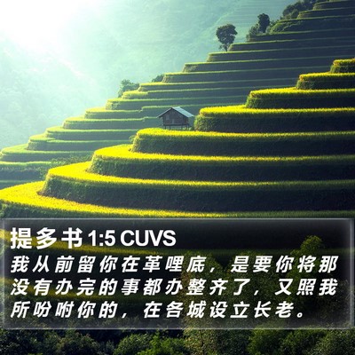 提 多 书 1:5 CUVS Bible Verse Image