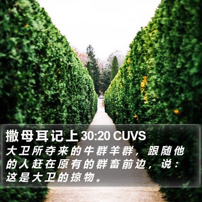 撒 母 耳 记 上 30:20 CUVS Bible Verse Image