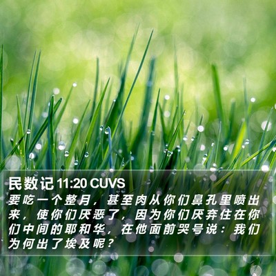 民 数 记 11:20 CUVS Bible Verse Image