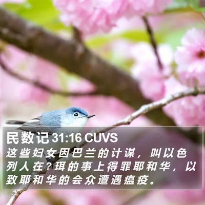 民 数 记 31:16 CUVS Bible Verse Image