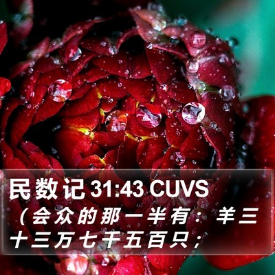 民 数 记 31:43 CUVS Bible Verse Image