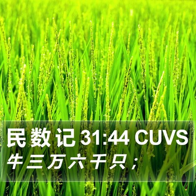 民 数 记 31:44 CUVS Bible Verse Image