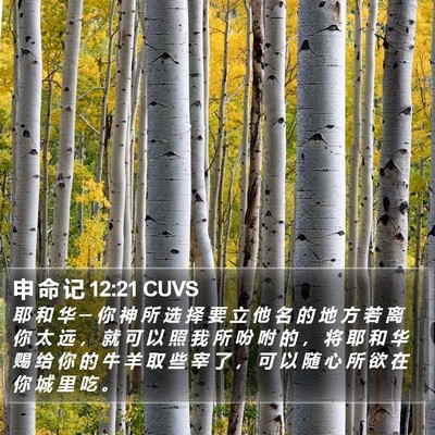 申 命 记 12:21 CUVS Bible Verse Image