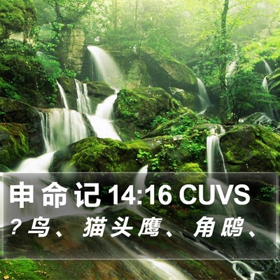 申 命 记 14:16 CUVS Bible Verse Image
