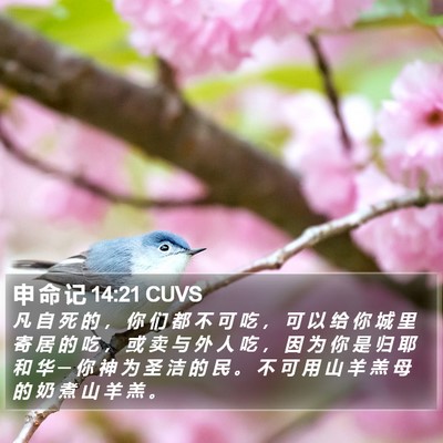 申 命 记 14:21 CUVS Bible Verse Image