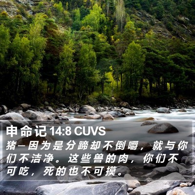 申 命 记 14:8 CUVS Bible Verse Image