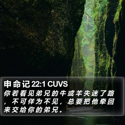 申 命 记 22:1 CUVS Bible Verse Image