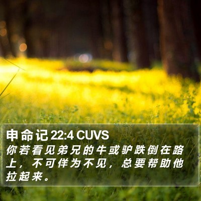 申 命 记 22:4 CUVS Bible Verse Image