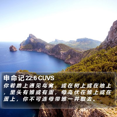 申 命 记 22:6 CUVS Bible Verse Image