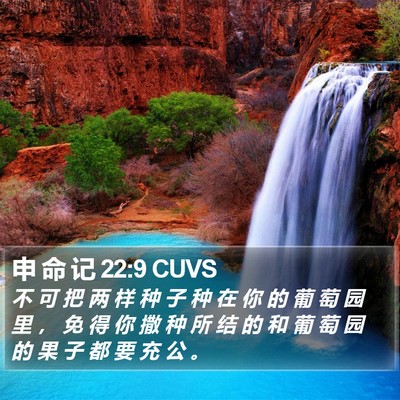 申 命 记 22:9 CUVS Bible Verse Image