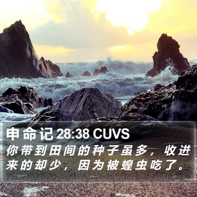 申 命 记 28:38 CUVS Bible Verse Image