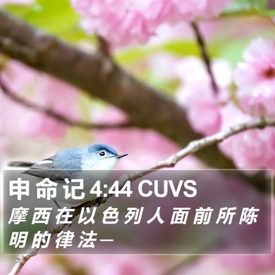 申 命 记 4:44 CUVS Bible Verse Image
