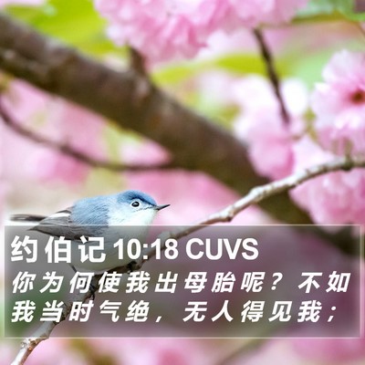 约 伯 记 10:18 CUVS Bible Verse Image