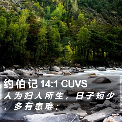 约 伯 记 14:1 CUVS Bible Verse Image