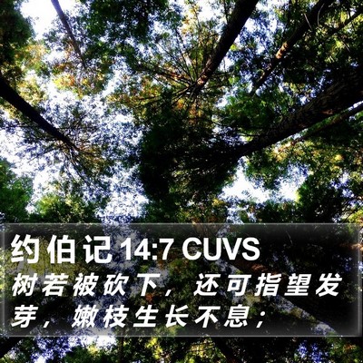 约 伯 记 14:7 CUVS Bible Verse Image