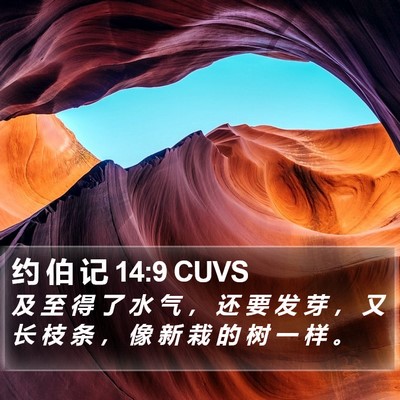 约 伯 记 14:9 CUVS Bible Verse Image