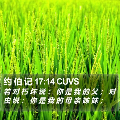 约 伯 记 17:14 CUVS Bible Verse Image