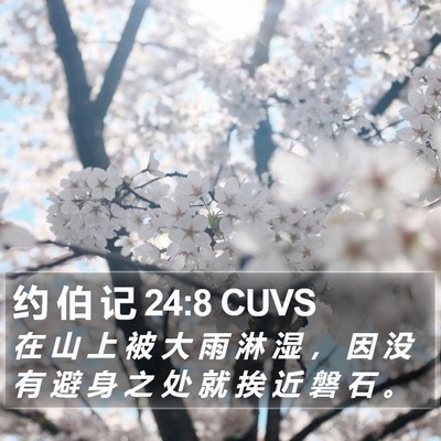 约 伯 记 24:8 CUVS Bible Verse Image