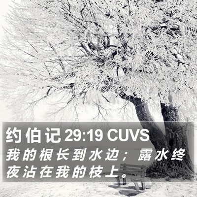 约 伯 记 29:19 CUVS Bible Verse Image