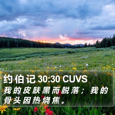 约 伯 记 30:30 CUVS Bible Verse Image