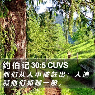 约 伯 记 30:5 CUVS Bible Verse Image