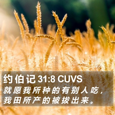 约 伯 记 31:8 CUVS Bible Verse Image