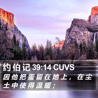 约 伯 记 39:14 CUVS Bible Verse Image