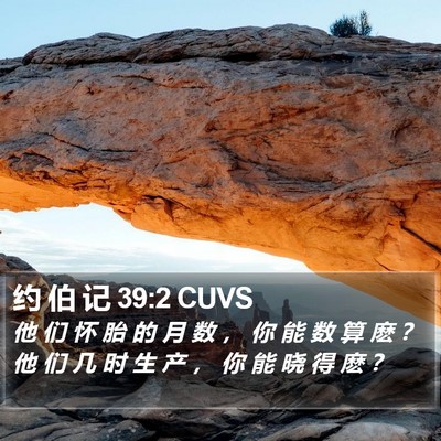 约 伯 记 39:2 CUVS Bible Verse Image