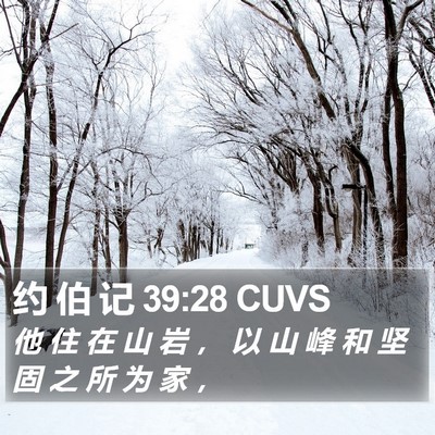 约 伯 记 39:28 CUVS Bible Verse Image