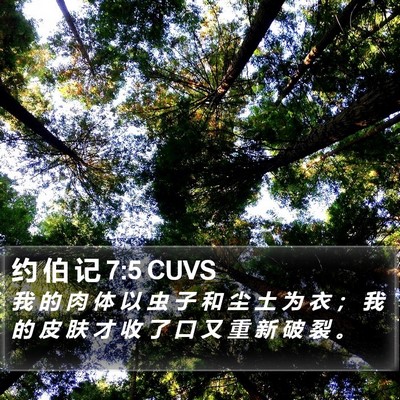 约 伯 记 7:5 CUVS Bible Verse Image