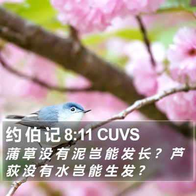 约 伯 记 8:11 CUVS Bible Verse Image
