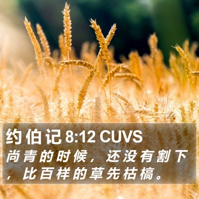 约 伯 记 8:12 CUVS Bible Verse Image