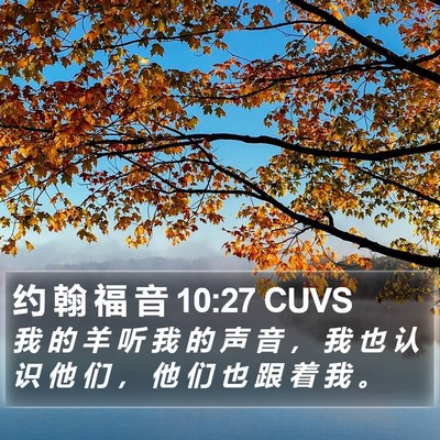 约 翰 福 音 10:27 CUVS Bible Verse Image