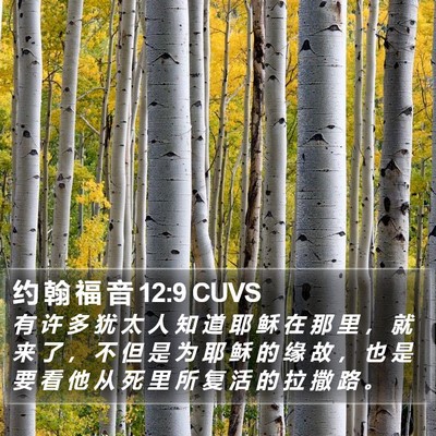 约 翰 福 音 12:9 CUVS Bible Verse Image