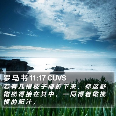 罗 马 书 11:17 CUVS Bible Verse Image
