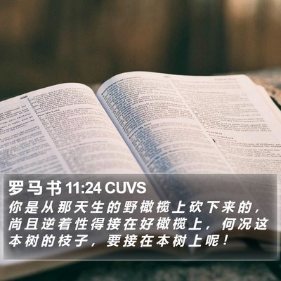 罗 马 书 11:24 CUVS Bible Verse Image