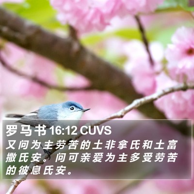 罗 马 书 16:12 CUVS Bible Verse Image